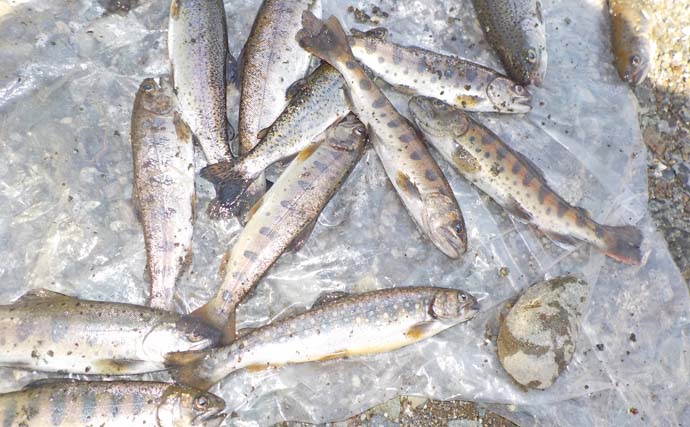 道志川の渓流エサ釣りでヤマメ＆イワナが好反応　同行者全員安打を達成！