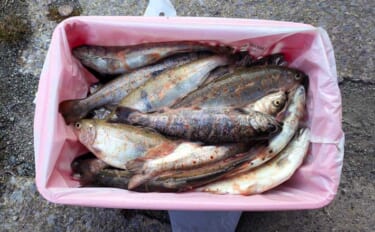 櫛田川での渓流釣りで24cm頭に良型アマゴ連発【三重】エサ・ルアー共に…