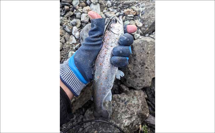 櫛田川での渓流釣りで24cm頭に良型アマゴ連発【三重】エサ・ルアー共にヒット