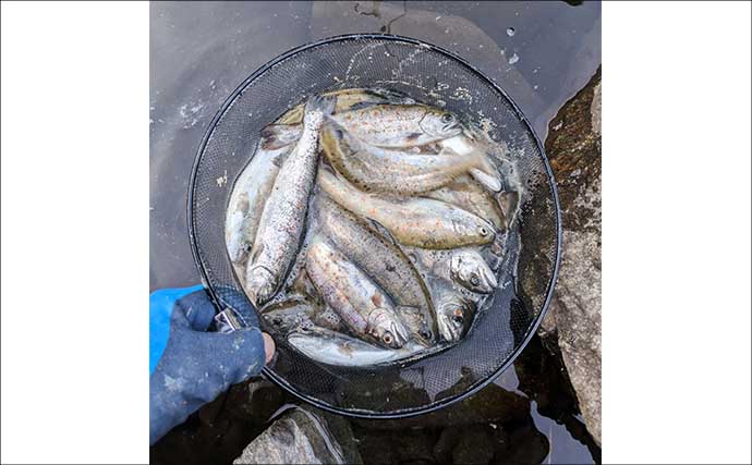 櫛田川での渓流釣りで24cm頭に良型アマゴ連発【三重】エサ・ルアー共にヒット