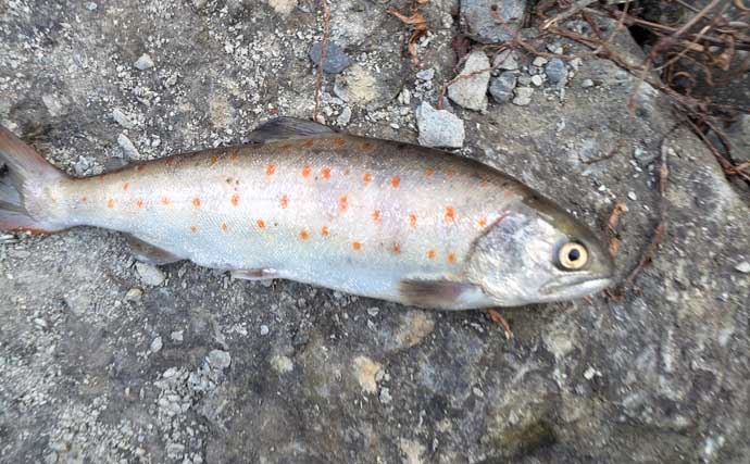 櫛田川での渓流釣りで24cm頭に良型アマゴ連発【三重】エサ・ルアー共にヒット