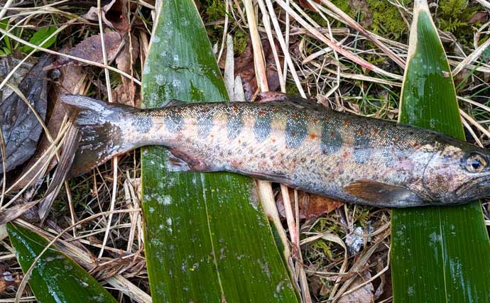 櫛田川での渓流釣りで24cm頭に良型アマゴ連発【三重】エサ・ルアー共にヒット