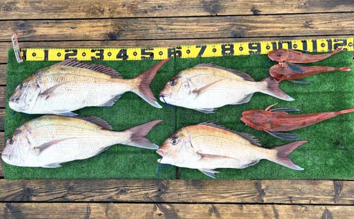 70cm級大型マダイが連発！乗っ込み本格化でタイラバ絶好調【ルアー釣果速報・愛知】