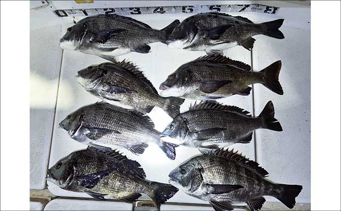 70cm級大型マダイが連発！乗っ込み本格化でタイラバ絶好調【ルアー釣果速報・愛知】