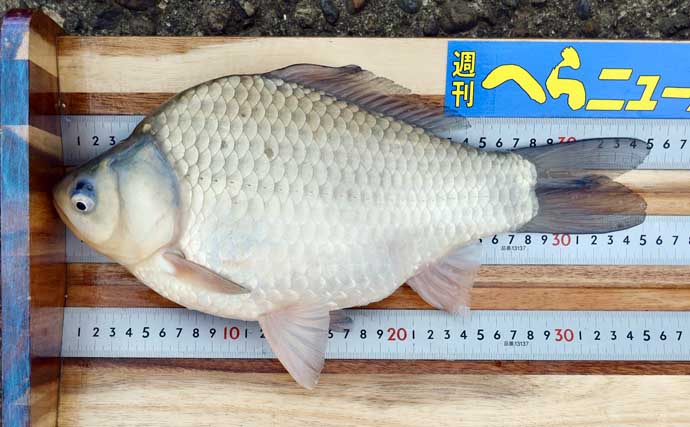 吉田康雄のザ・チャレンジへらぶな【早春の霞ヶ浦で一発勝負！！#3】