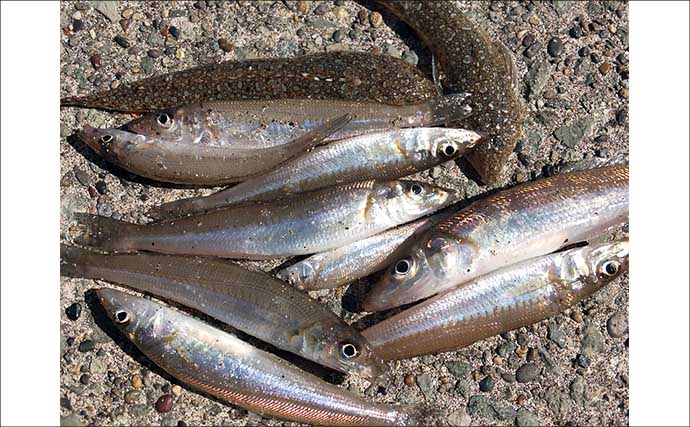 漁港でのチョイ投げ釣りでシロギス7尾【静岡・南伊豆】外海の荒れ模様が奏功か？