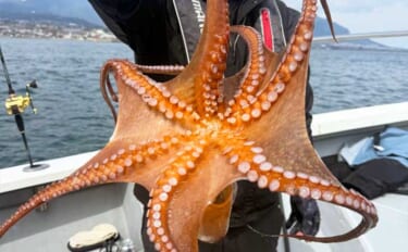 2.5kg大型マダコ参上！エギタコ釣りで良型交じりで好ヒット【大分・熊…