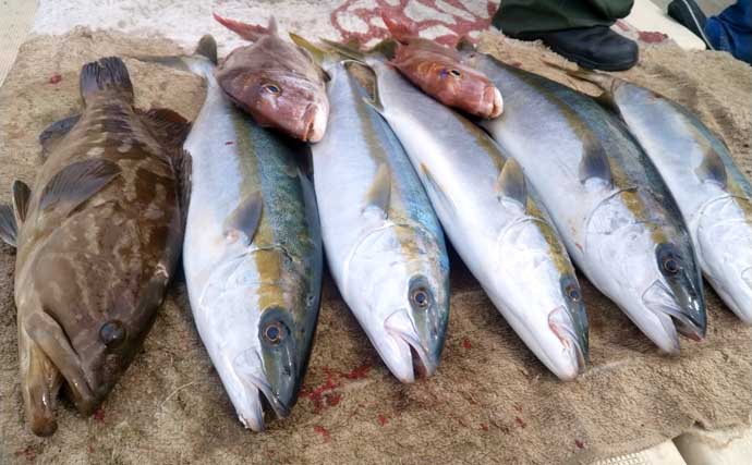 「ヒラマサ50尾！」平戸沖のジギングが絶好調【沖釣り最新情報・長崎／佐賀】