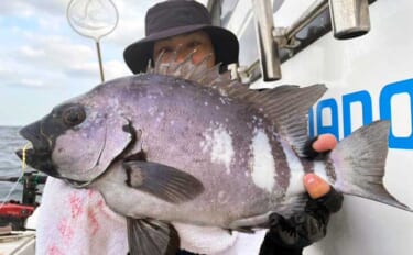 石鯛五目便で好ゲスト混じりに本命イシダイ顔見せ【船釣り最新情報／大分・…