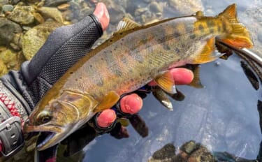 渓流エサ釣りで29.5cm「泣き尺」ヤマメと対面【熊本】解禁日釣行で手…