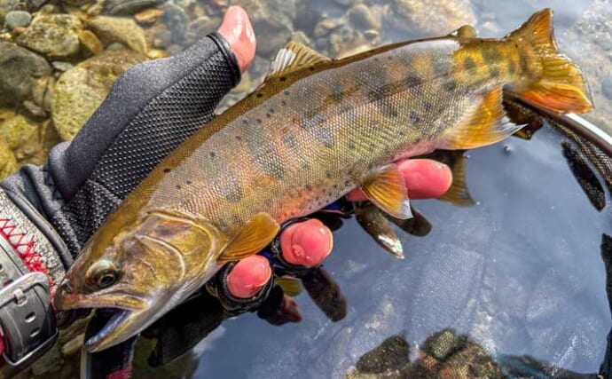 渓流エサ釣りで29.5cm「泣き尺」ヤマメと対面【熊本】解禁日釣行で手中