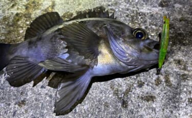 「陸っぱりアングラーは覚えておこう！」海釣り春のスタートは【海水温14…