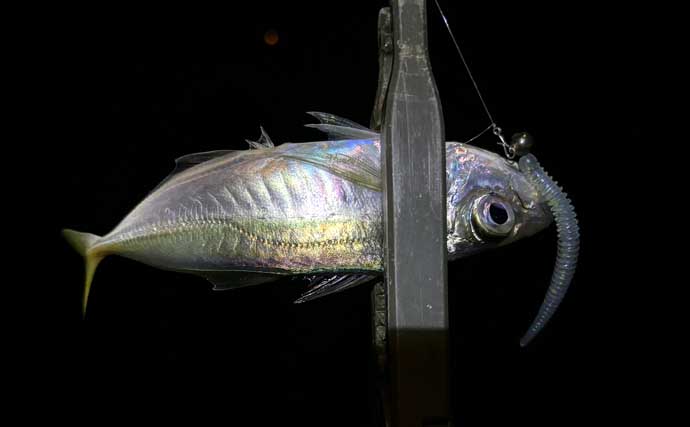 「陸っぱりアングラーは覚えておこう！」海釣り春のスタートは【海水温14℃】が目安