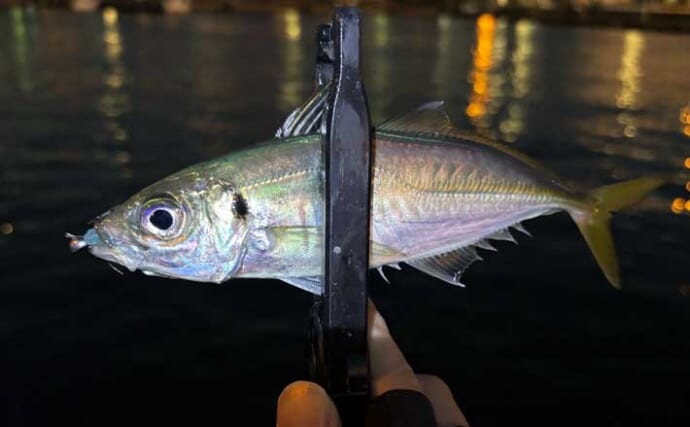 春のアジングを攻略しよう！ 【回遊タイミング・釣り方・リグを解説】