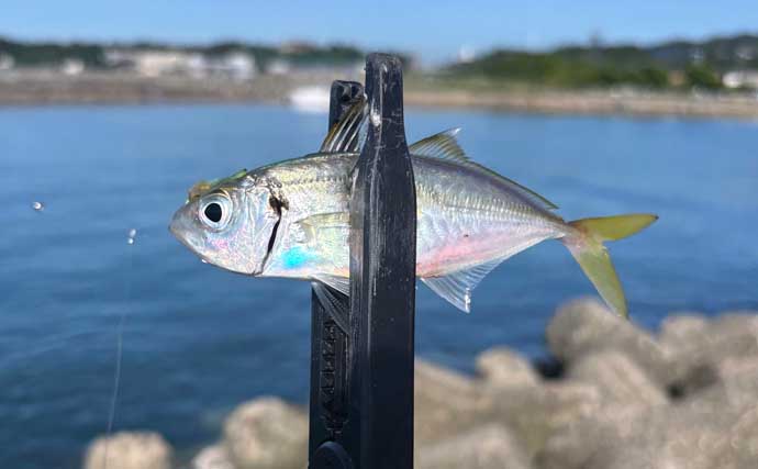 春のアジングを攻略しよう！ 【回遊タイミング・釣り方・リグを解説】