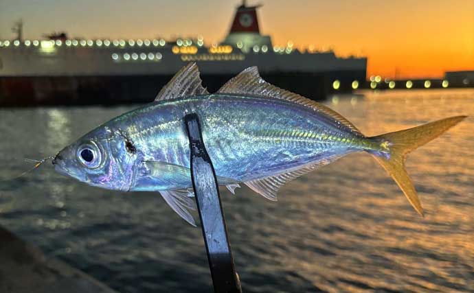 春のアジングを攻略しよう！ 【回遊タイミング・釣り方・リグを解説】