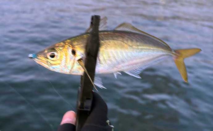 春のアジングを攻略しよう！ 【回遊タイミング・釣り方・リグを解説】