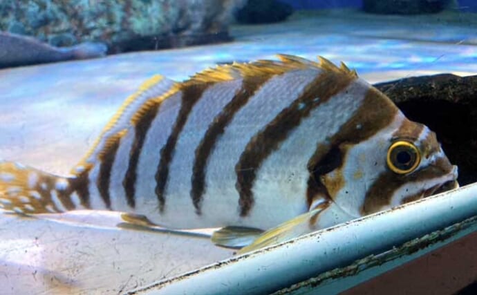 水槽飼育の最大の難関は「最初の1週間」！　注意すべき6つのポイントを解説