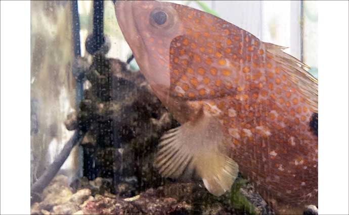 水槽飼育の最大の難関は「最初の1週間」！　注意すべき6つのポイントを解説