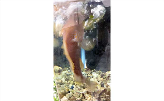 水槽飼育の最大の難関は「最初の1週間」！　注意すべき6つのポイントを解説