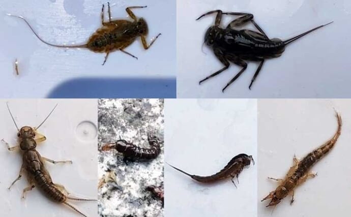 「エサの生態を知れば釣果アップ！」渓流釣りエサ【キンパク・ヒラタ・ピンチョロ】を解説