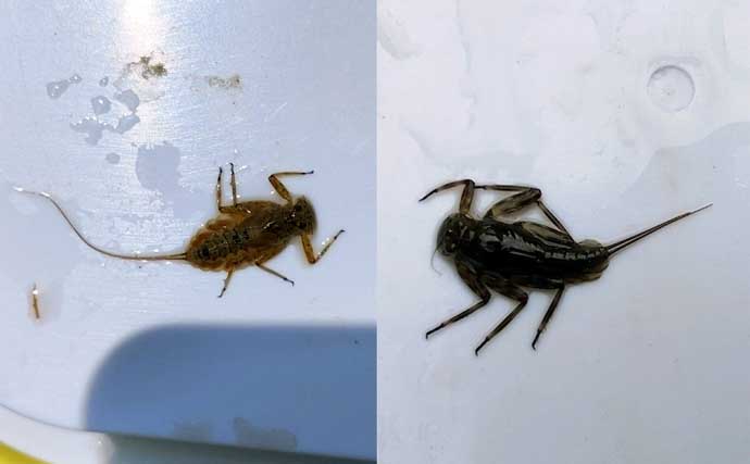 「エサの生態を知れば釣果アップ！」渓流釣りエサ【キンパク・ヒラタ・ピンチョロ】を解説