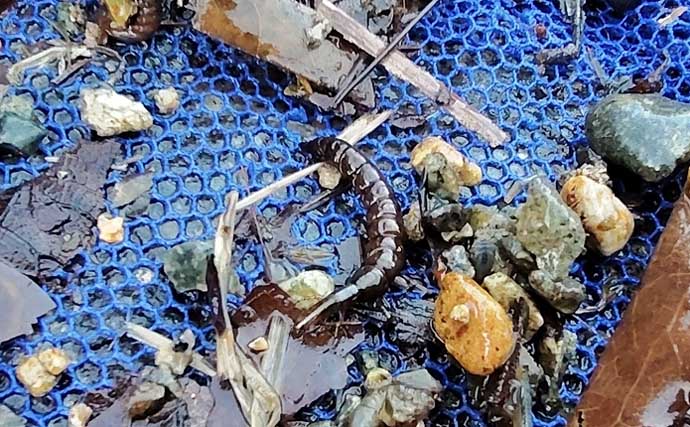 「エサの生態を知れば釣果アップ！」渓流釣りエサ【キンパク・ヒラタ・ピンチョロ】を解説