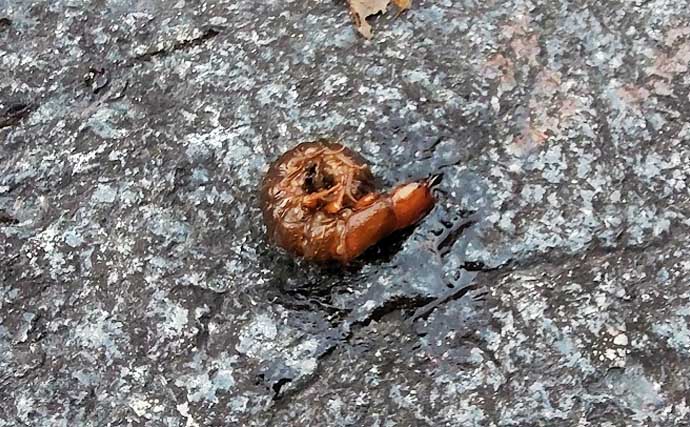 「エサの生態を知れば釣果アップ！」渓流釣りエサ【キンパク・ヒラタ・ピンチョロ】を解説