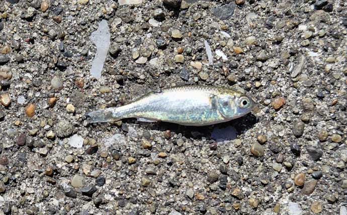 春のリバーシーバスの「混合ベイト」って何？　メインベイトの見極めが攻略のカギ