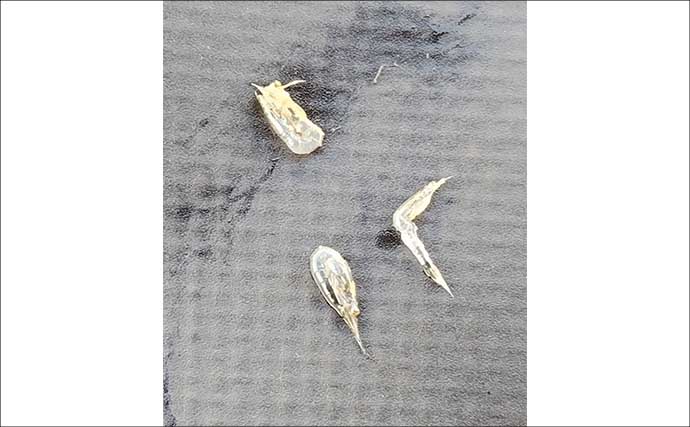 春のリバーシーバスの「混合ベイト」って何？　メインベイトの見極めが攻略のカギ