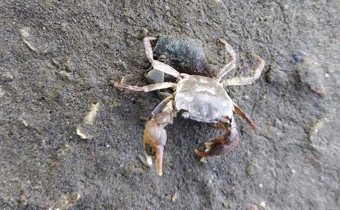 春のリバーシーバスの「混合ベイト」って何？　メインベイトの見極めが攻略のカギ