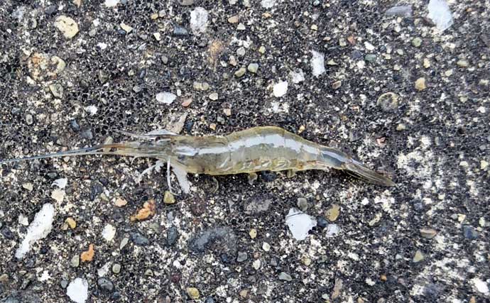 春のリバーシーバスの「混合ベイト」って何？　メインベイトの見極めが攻略のカギ