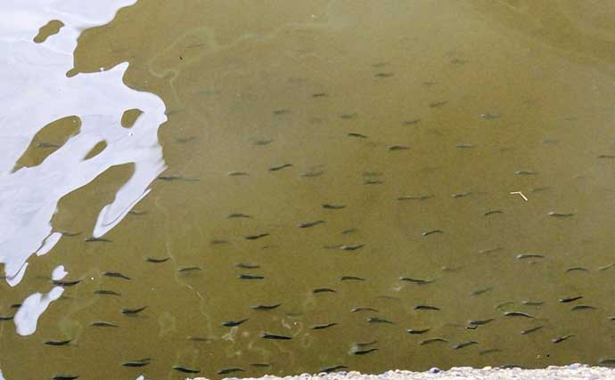 春のリバーシーバスの「混合ベイト」って何？　メインベイトの見極めが攻略のカギ