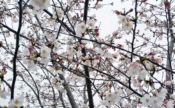 春のリバーシーバスの「混合ベイト」って何？　メインベイトの見極めが攻略のカギ