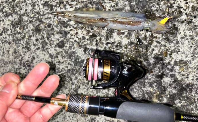 アジングタックルでヤリイカが連発！【熊本】誘いも感度も想像以上にバッチリ