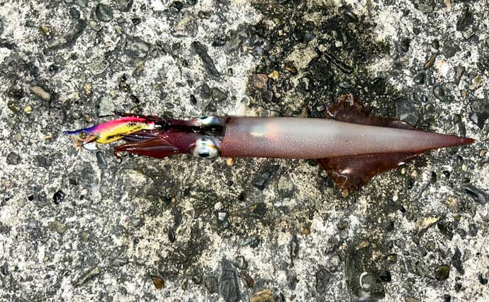 アジングタックルでヤリイカが連発！【熊本】誘いも感度も想像以上にバッチリ