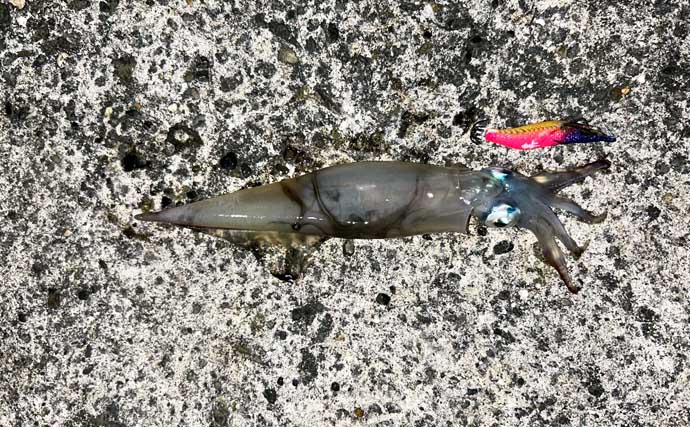 アジングタックルでヤリイカが連発！【熊本】誘いも感度も想像以上にバッチリ