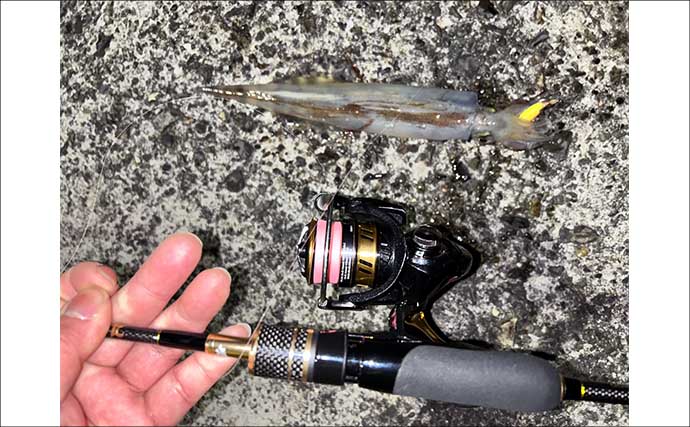 アジングタックルでヤリイカが連発！【熊本】誘いも感度も想像以上にバッチリ