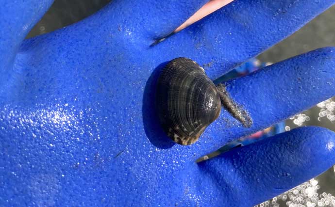 解禁初日の潮干狩りでハマグリ＆アサリ合わせて規定量採取を達成！【愛知・鳥羽海岸】