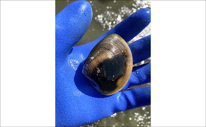 解禁初日の潮干狩りでハマグリ＆アサリ合わせて規定量採取を達成！【愛知・鳥羽海岸】