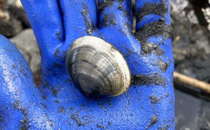 解禁初日の潮干狩りでハマグリ＆アサリ合わせて規定量採取を達成！【愛知・鳥羽海岸】