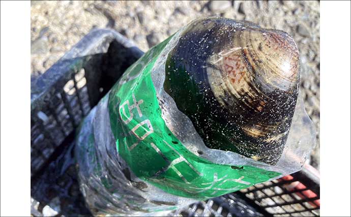 解禁初日の潮干狩りでハマグリ＆アサリ合わせて規定量採取を達成！【愛知・鳥羽海岸】