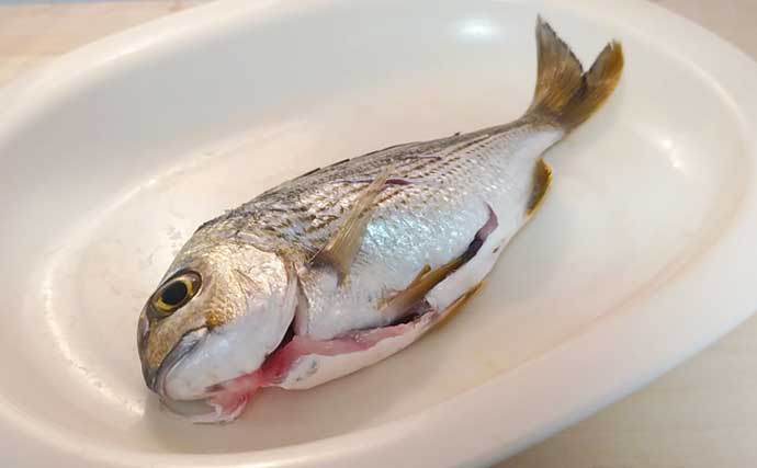 釣った魚で作る「日本の朝ごはん」レシピ：ヘダイのちょい干し