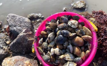 「わずか1時間でバケツ満パン！」前の尻海岸での潮干狩りで5cm級良型ア…