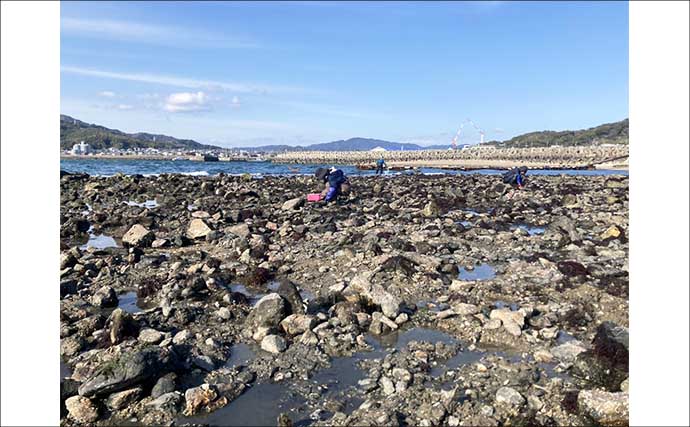 「わずか1時間でバケツ満パン！」前の尻海岸での潮干狩りで5cm級良型アサリがザクザク