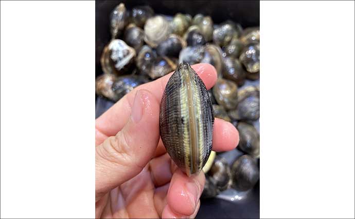 「わずか1時間でバケツ満パン！」前の尻海岸での潮干狩りで5cm級良型アサリがザクザク