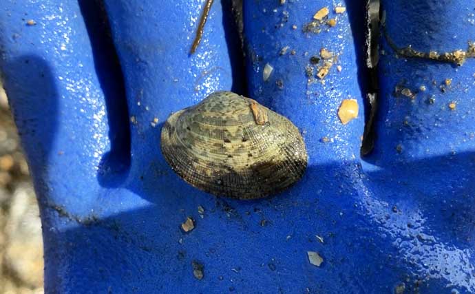 「わずか1時間でバケツ満パン！」前の尻海岸での潮干狩りで5cm級良型アサリがザクザク