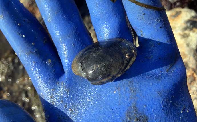 「わずか1時間でバケツ満パン！」前の尻海岸での潮干狩りで5cm級良型アサリがザクザク