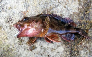 100均メタルジグで十分に楽しめる春の穴釣り 【タックル・狙い方を解説】