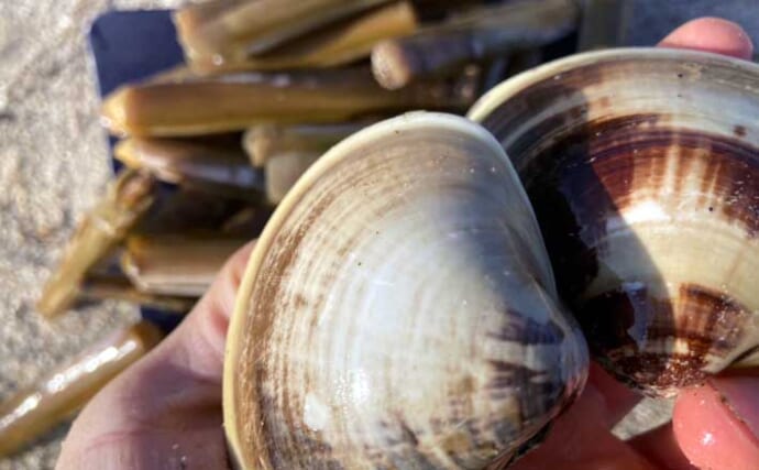 様々な貝が採れる高松海岸で潮干狩り堪能【三重】マテ貝・ハマグリ・シオフキなど採取